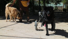 IMG_9550 1 xiaohei and xiaofeixiang dumbo