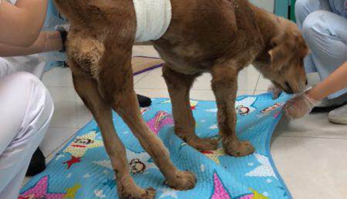 Ainiu/Elsa – Recovering Slowly