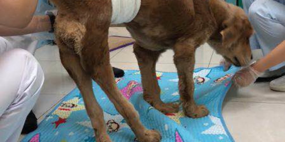 Ainiu/Elsa - Recovering Slowly Ainiu/Elsa - Recovering Slowly