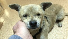 Jenny – Blind, Abandoned Dog – Safe Now