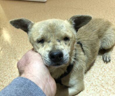 Jenny – Blind, Abandoned Dog – Safe Now