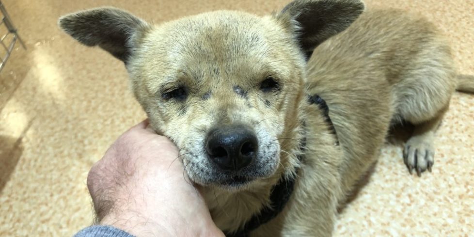 Jenny - Blind, Abandoned Dog - Safe Now Jenny - Blind, Abandoned Dog - Safe Now