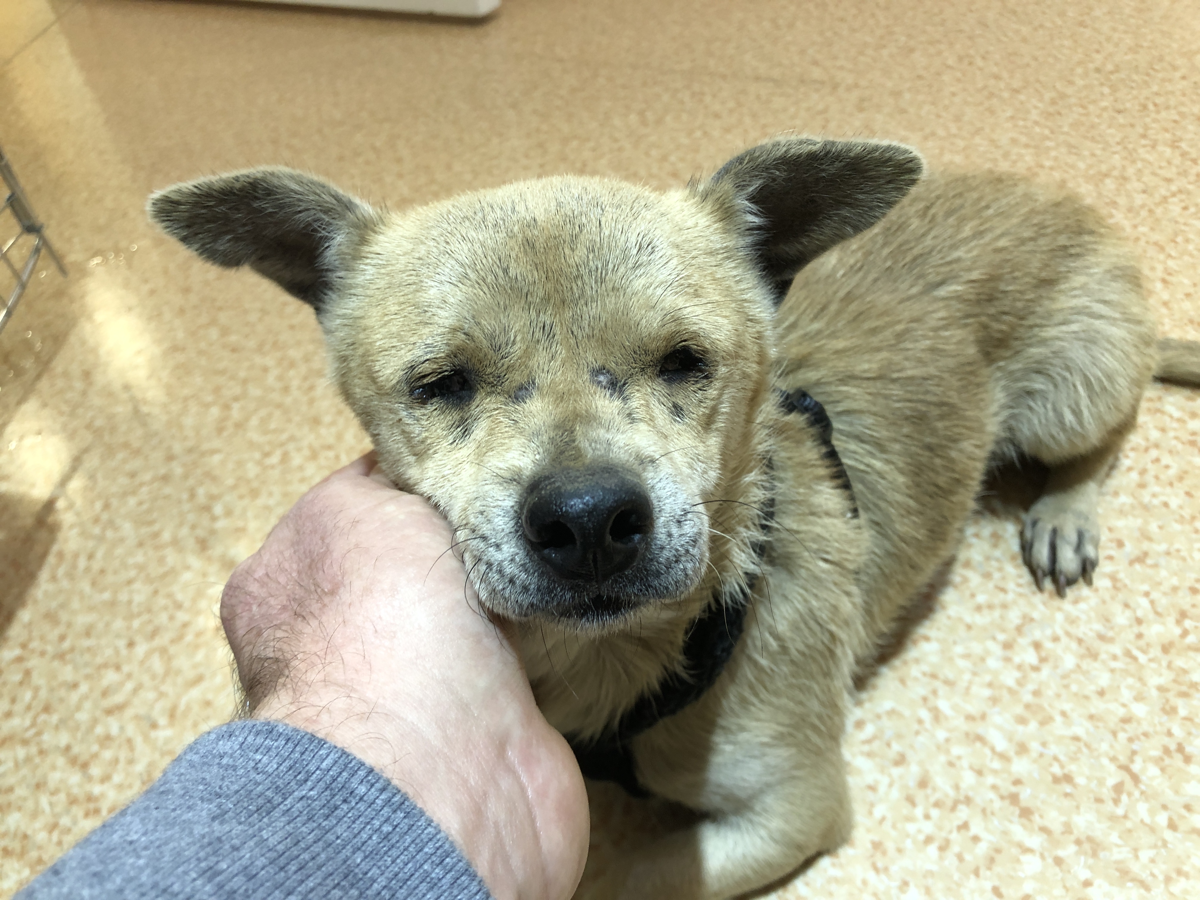 Jenny – Blind, Abandoned Dog – Safe Now