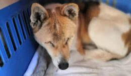 Ellie is Blind, but Healthy and Confident – Seeking a Home in the US or Canada!