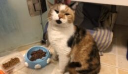 ADOPTED! 已被领养！：橘子 一岁母猫 ｜Juzi