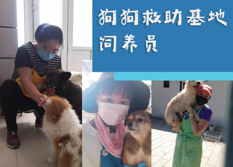 zhaopin-dog-shelter zhaopin-dog-shelter