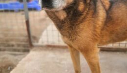 SEEKING INTERNATIONAL PARTNERS TO FIND ADOPTIVE HOMES