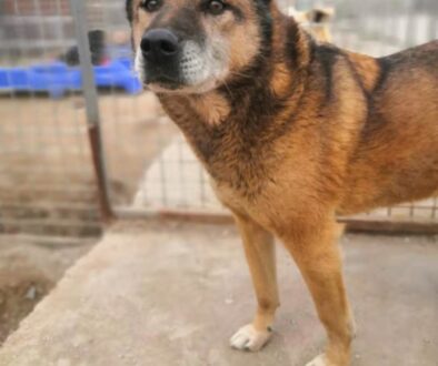 SEEKING INTERNATIONAL PARTNERS TO FIND ADOPTIVE HOMES