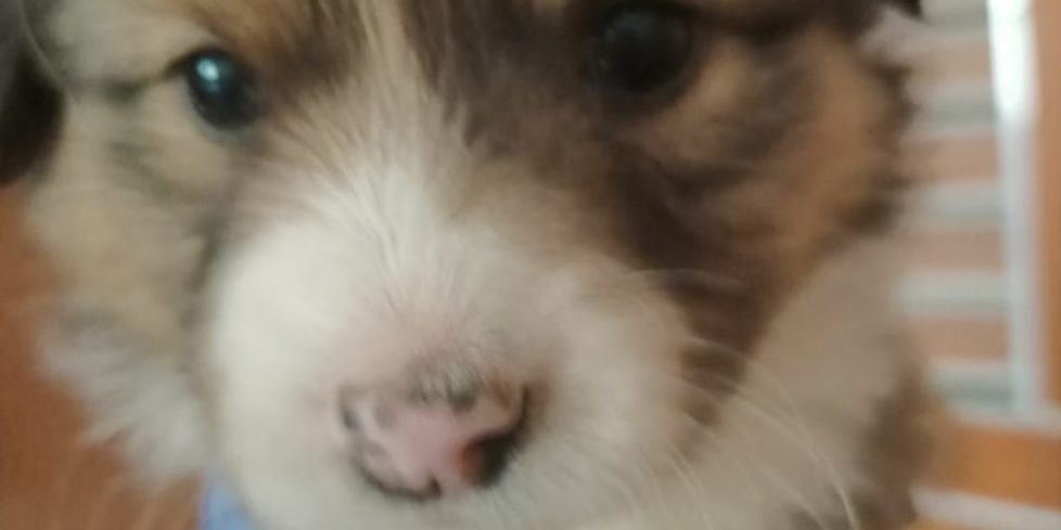 Mu1 Mu1