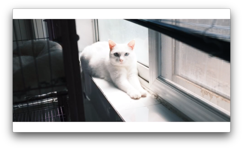 Adoptable Cats 领养小铺little Adoption Shop