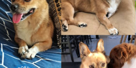 Ricky – Seeking Adopter or Foster Ricky – Seeking Adopter or Foster