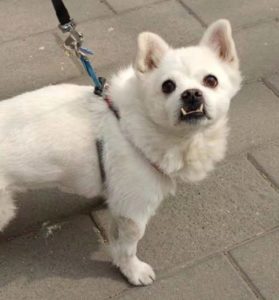 Home 领养小铺little Adoption Shop